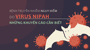 NHỮNG ĐIỀU CẦN BIẾT VỀ DỊCH BỆNH NIPAH